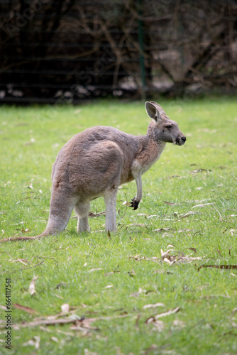 Male red kangaroos have red-brown fur. They have shortened upper limbs with clawed paws. They have a narrow head, long nose and long pointed ears photo