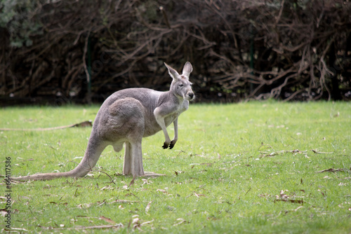 Male red kangaroos have red-brown fur. They have shortened upper limbs with clawed paws. They have a narrow head, long nose and long pointed ears