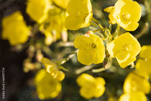 Manylobe primrose Chylismia multijuga, yellow wildflowers photo