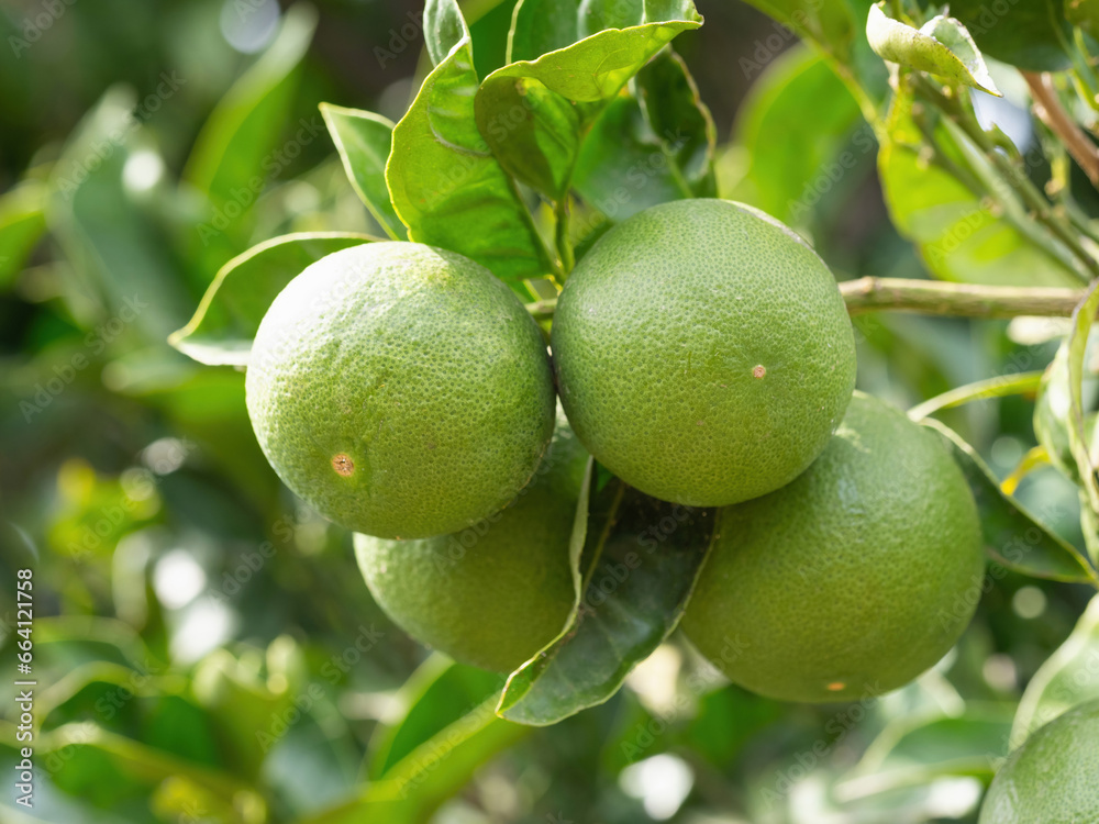 Green ripe lime fruit (Citrus aurantifolia) grow on tree branch. Fresh bunch of natural fruits growing in homemade garden. Close-up. Organic farming, healthy food, BIO viands, back to nature concept.