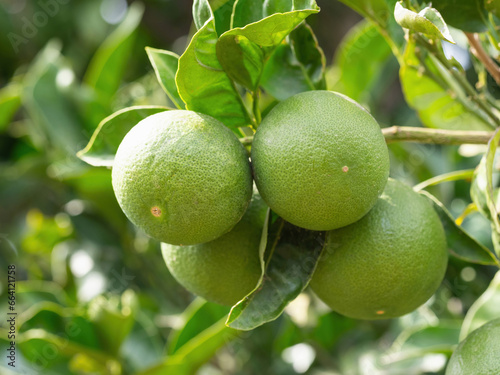 Wallpaper Mural Green ripe lime fruit (Citrus aurantifolia) grow on tree branch. Fresh bunch of natural fruits growing in homemade garden. Close-up. Organic farming, healthy food, BIO viands, back to nature concept. Torontodigital.ca