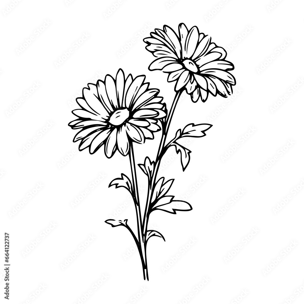 beautiful monochrome, black and white daisy flower isolated. for greeting card and invitations of the wedding, birthday, Valentine's Day, mother's day and other seasonal holiday beautiful monochrome, black and white daisy flower isolated. for greeting card and invitations of the wedding, birthday, Valentine's Day, mother's day and other seasonal holiday