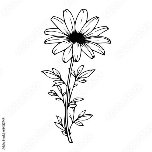 beautiful monochrome  black and white daisy flower isolated. for greeting card and invitations of the wedding  birthday  Valentine s Day  mother s day and other seasonal holiday