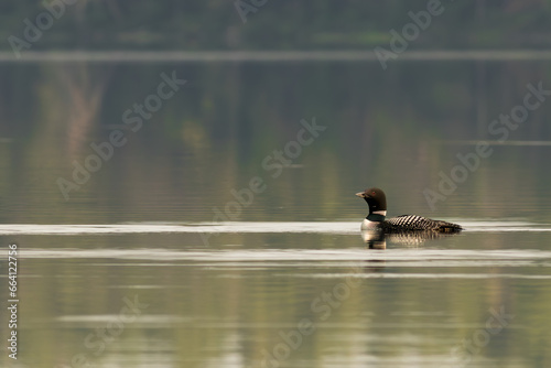 loon swimming in the lake reflection