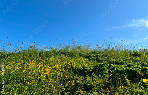Wild roadside hedgerow, with flowers, plants, and grasses, set against a vivid blue sky on, Lumbutts Road, Todmorden, UK photo