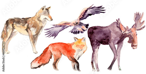  Set of illustrations of wild animals. Elk, fox, eagle, wolf. Hand drawn in watercolors. Isolated on a white background. Brown, orange, gray. Used for cards, posters, calendars, Christmas design.