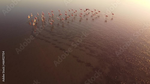 Flamencos tomados con el dron a poca altura comienzan a volar sobre la laguna photo