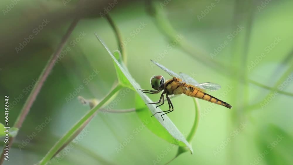 dragonfly on a branch in green nature, close-up. Dragonfly insect isolated on green trees bokeh background. Dragonfly resting in the sunlight summertime. Wild nature. 4K. dragonfly on a branch in green nature, close-up. Dragonfly insect isolated on green trees bokeh background. Dragonfly resting in the sunlight summertime. Wild nature. 4K.