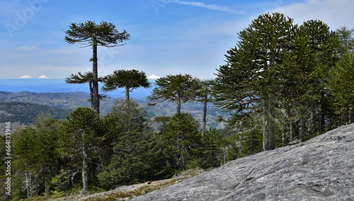 National Nahuelbuta Park in Chile. Ancient forest of Araucaria trees