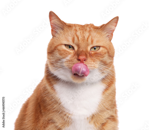 Cute cat licking itself on white background