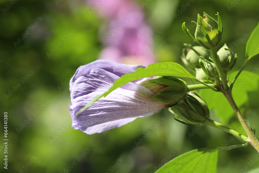 Beautiful hibiscus flower growing outdoors, closeup view Beautiful hibiscus flower growing outdoors, closeup view
