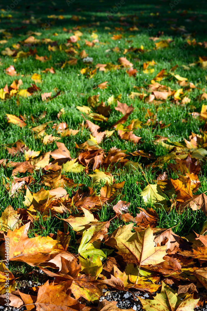 Signs of fall, dry maple leaves on a lush green lawn highlighted by sunlight, as a nature background
Signs of fall, dry maple leaves on a lush green lawn highlighted by sunlight, as a nature background