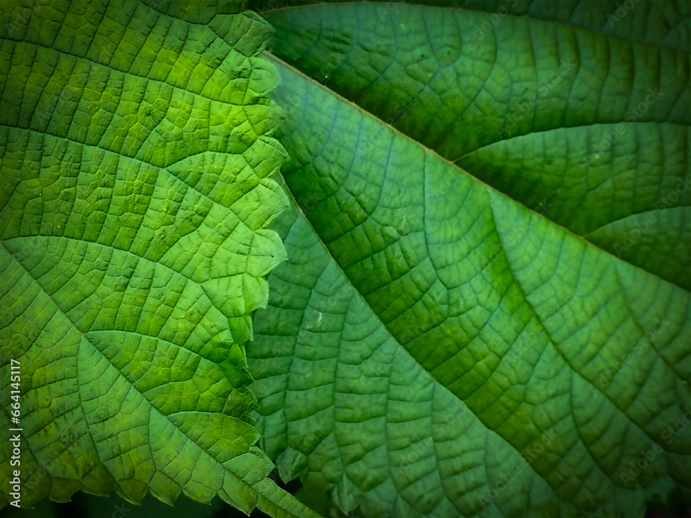 Fresh green leaf texure background close-up Fresh green leaf texure background close-up