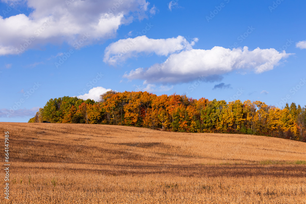 Beautiful deciduous trees grove with orange foliage in fall rural landscape along King’s Road, Saint-Augustin-de-Desmaures, Quebec, Canada Beautiful deciduous trees grove with orange foliage in fall rural landscape along King’s Road, Saint-Augustin-de-Desmaures, Quebec, Canada