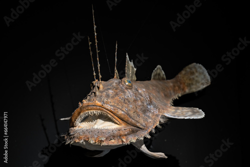 A sample of a plastic deep-sea fish. © lapis2380