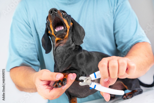 Owner cuts nails of small dachshund dog, holds paw, nail clipper in his hand, puppy screams in hysterics with his mouth open in fear Pampered puppy with low pain threshold, manicure, grooming hygiene photo