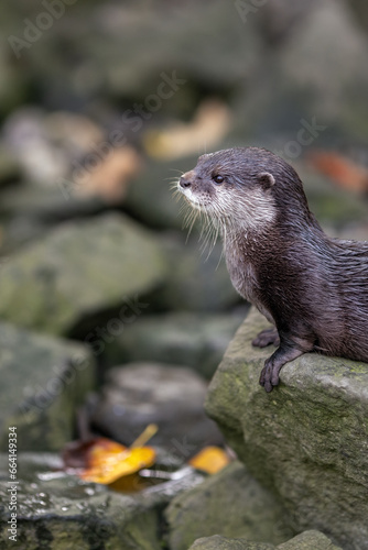 Small otter on stones outside.