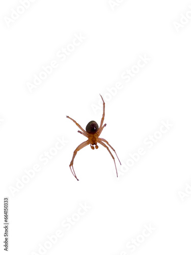 Spider found in house, isolated on transparent background © YoungHoo