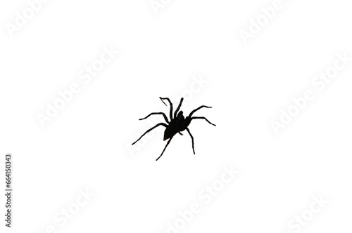 Spider found in house, isolated on transparent background
