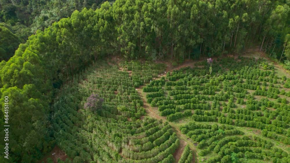 Alto Caparaó, Brazil. Coffee plantation on farms in the Serra do Caparaó region in the state of Espírito Santo.
Alto Caparaó, Brazil. Coffee plantation on farms in the Serra do Caparaó region in the state of Espírito Santo.