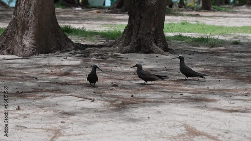 Group of black noddy birds photo