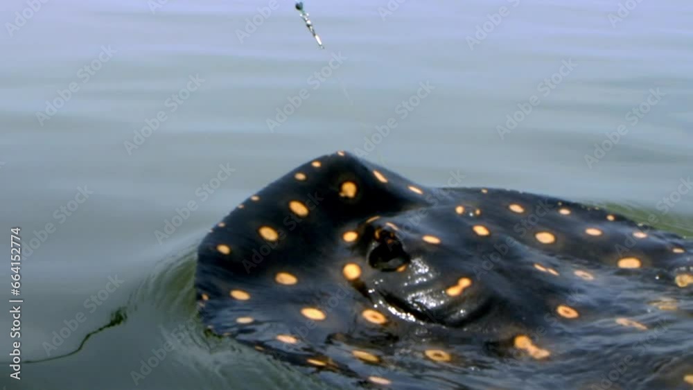 Black with yellow spots, a large Stingray fish being caught on end of fishing hook