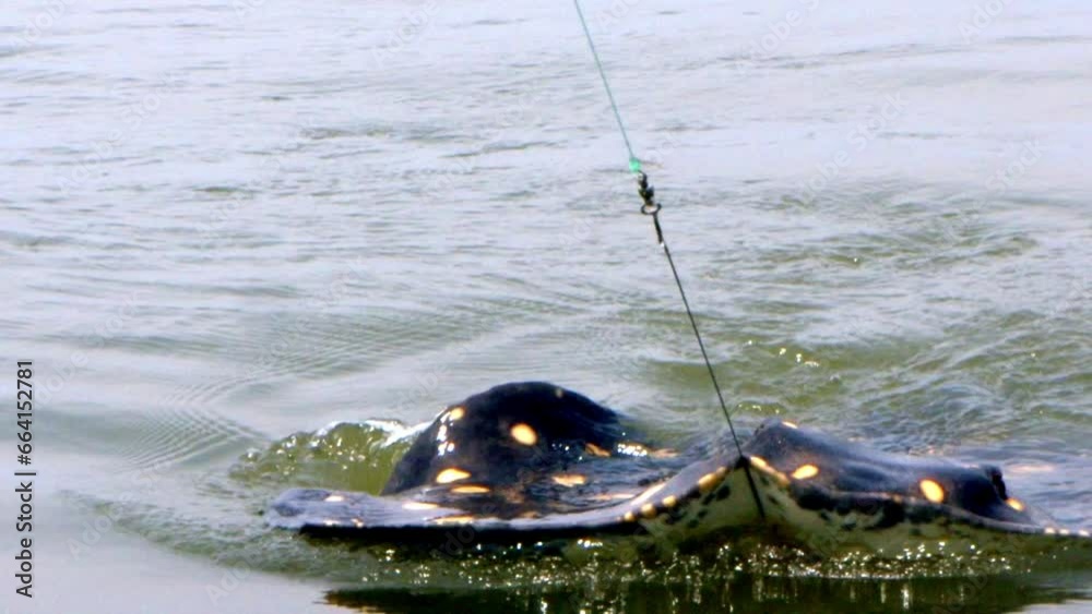 The amazing and beautiful flat bodied Arraia being caught. Slow motion