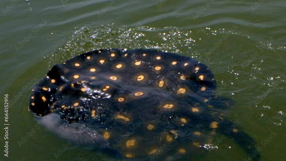 Fisherman with his rod trying to get the best of Fire Stingray. Slow motion