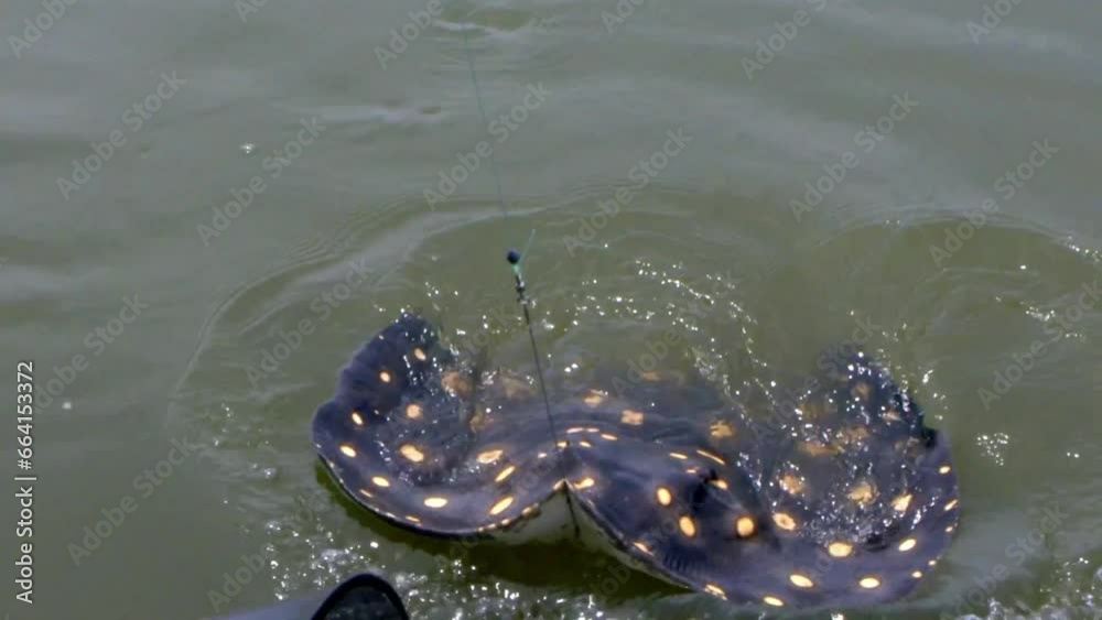 Slow motion footage of Arraia being captured in Brazil. Fish in South America