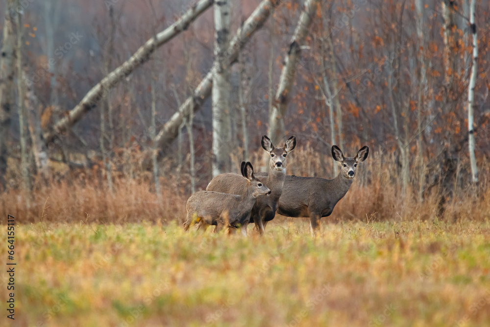 Mule deer is standing in the field at the bush in autumn day. Mule deer is standing in the field at the bush in autumn day.