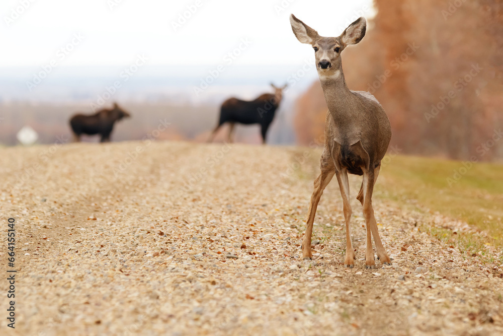 Mule deer is standing on the gravel road with mooses behind. Stock