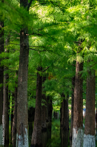 Metasequoia trees in the forest