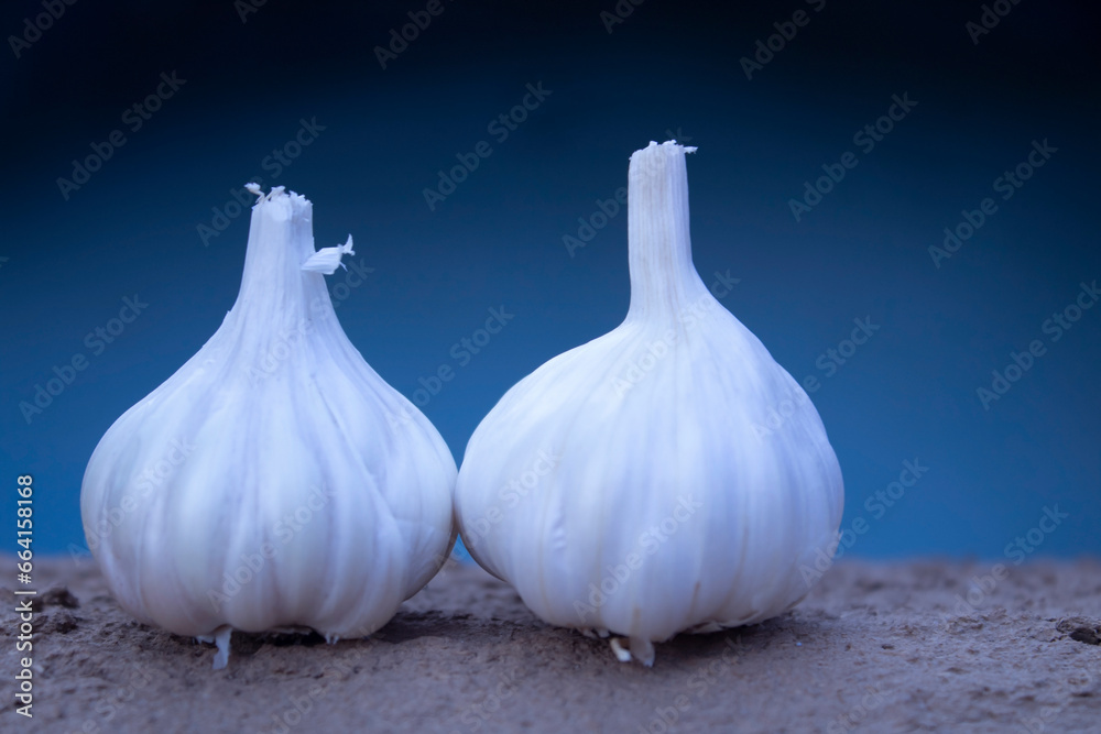 Obraz premium Garlic on the sand wall with blue background. Shallow depth of field