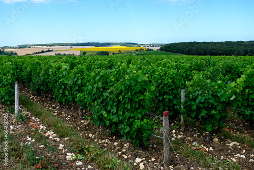 Vineyards of Pouilly-Fume appellation, making of dry white wine from sauvignon blanc grape growing on different types of soils, France photo