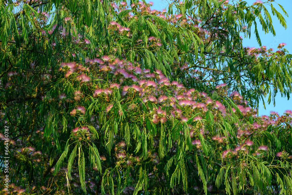 Pink blossom of Persian silk tree Albizia julibrissin in summer Pink blossom of Persian silk tree Albizia julibrissin in summer