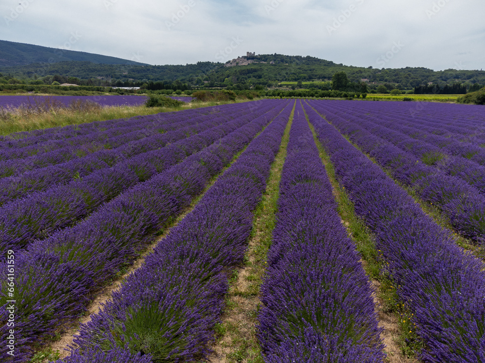 Fototapeta premium View on rows of blossoming purple lavender, green fiels and Lacoste village in Luberon, Provence, France in July