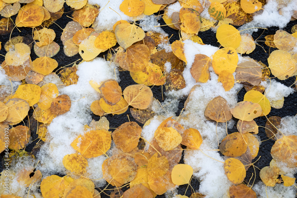 autumn leaves on the ground autumn leaves on the ground