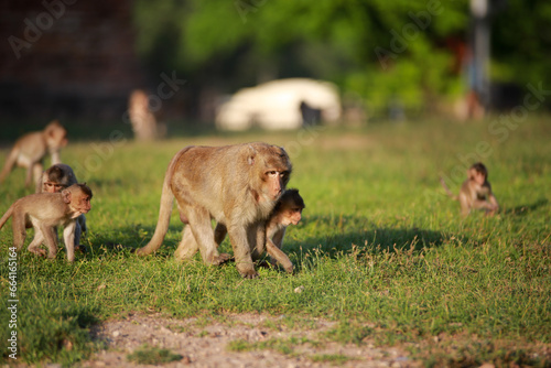 태국 롭부리 유적지에서 만난 원숭이 사원과 원숭이들 