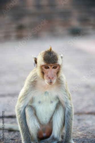 태국 롭부리 유적지에서 만난 원숭이 사원과 원숭이들   © rokacaptain