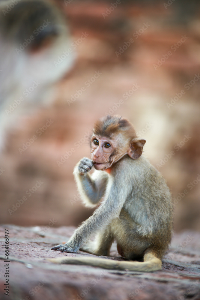 Fototapeta premium 태국 롭부리 유적지에서 만난 원숭이 사원과 원숭이들