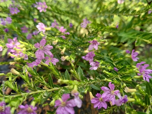 Taiwan Beauty flowers in the garden © ArdiniDwi