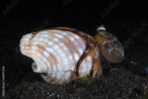 A baby Coconut Octopus - Amphioctopus marginatus living in a shell. Underwater macro life of Tulamben, Bali, Indonesia.