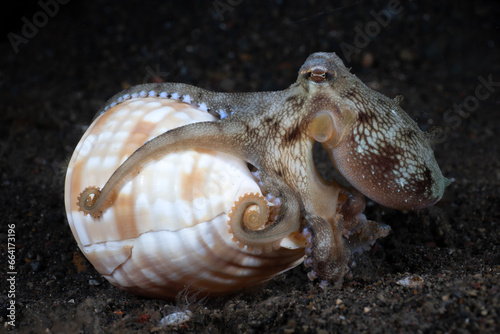 A baby Coconut Octopus - Amphioctopus marginatus living in a shell. Underwater macro life of Tulamben, Bali, Indonesia.