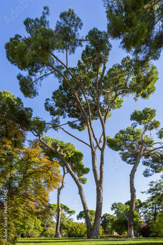 Large old pine trees in the Retiro park in Madrid, Spain