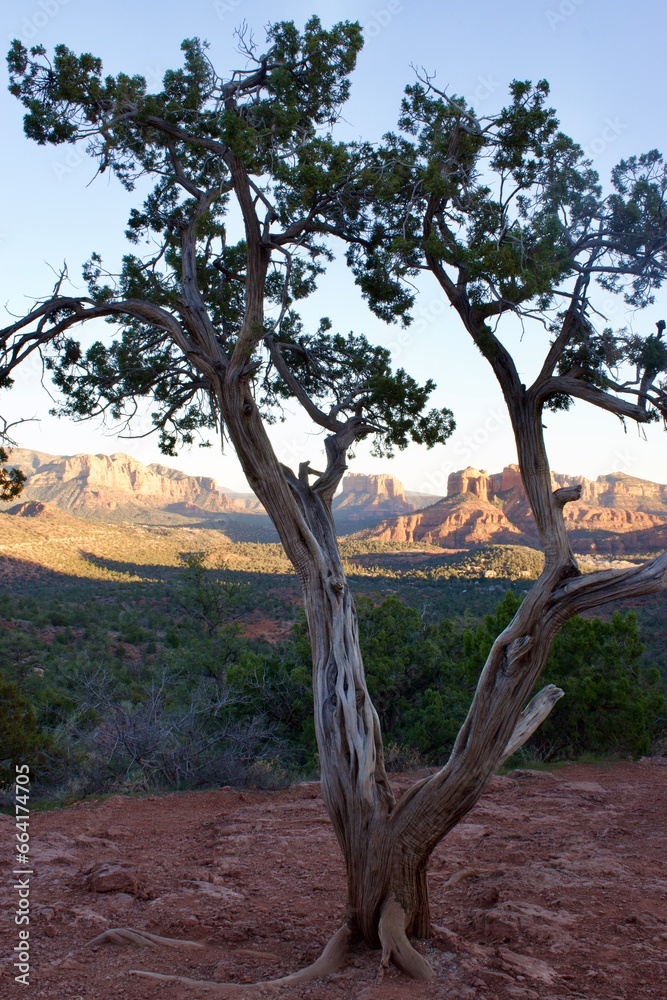 Tree with bell rock in the background 