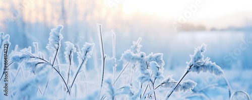 Frozen snowy grass, winter natural abstract background. beautiful winter landscape. © ABGoni