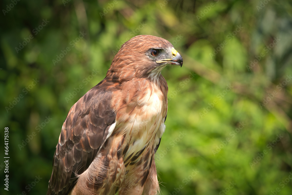 Portrait of a Red-Tailed Hawk Raptor Bird Portrait of a Red-Tailed Hawk Raptor Bird