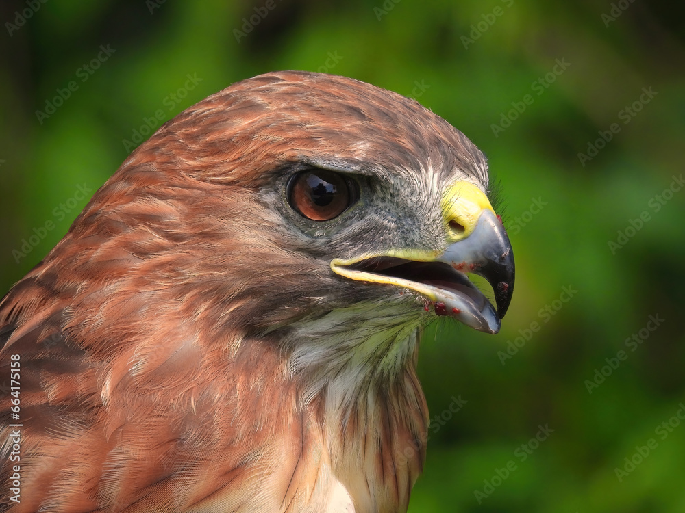Portrait of a Red-Tailed Hawk Raptor Bird Portrait of a Red-Tailed Hawk Raptor Bird