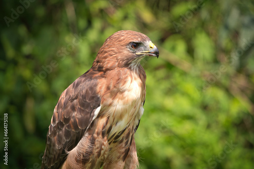 Portrait of a Red-Tailed Hawk Raptor Bird