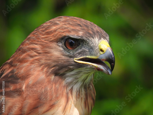 Portrait of a Red-Tailed Hawk Raptor Bird